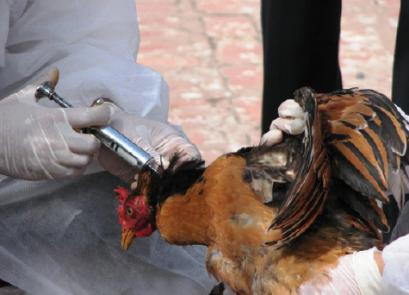 Nguyên tắc tiêm phòng vaccine hiệu quả cho gà thịt